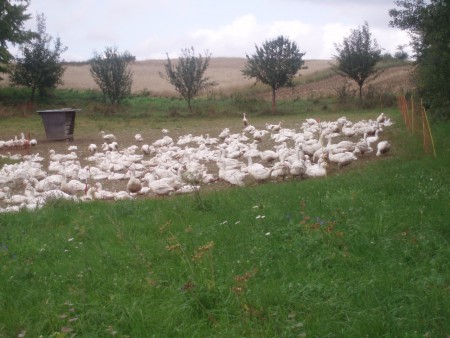 Bio Weidegänse 2014